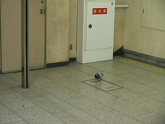 ハト